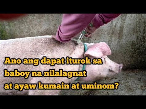 ANO GAMOT SA BABOY NA MAY UBO SIPON AT LAGNAT.